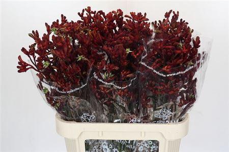 <h4>Anigoz Early Spring</h4>