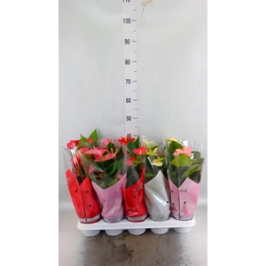 Anthurium   ...mix 4