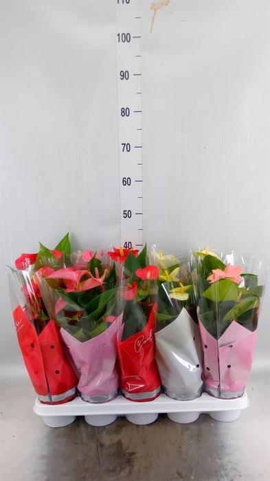 <h4>Anthurium ...mix 4</h4>