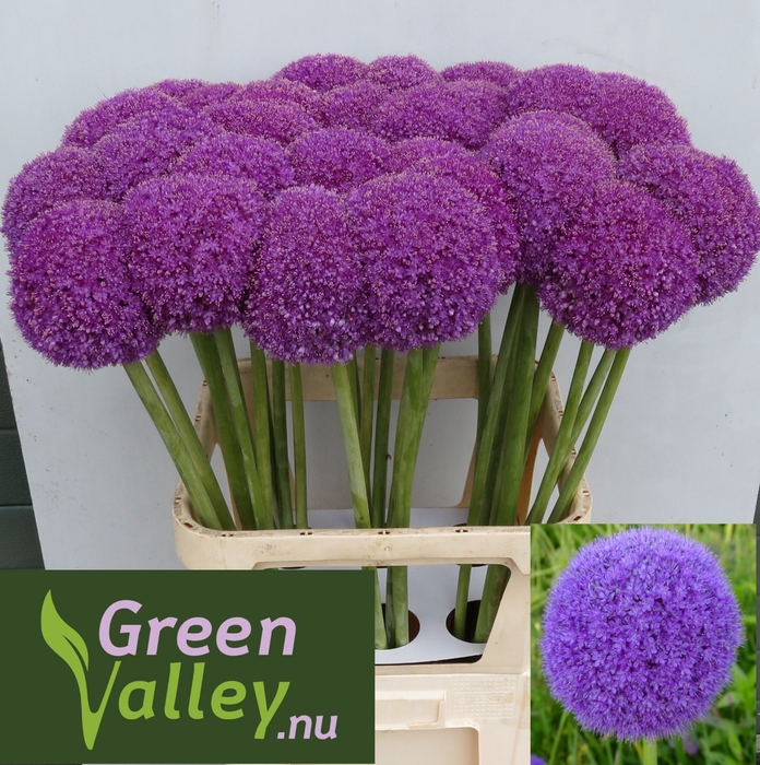 <h4>ALLIUM GIGANTEUM</h4>