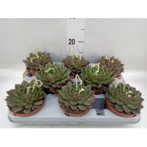 Echeveria   ...
