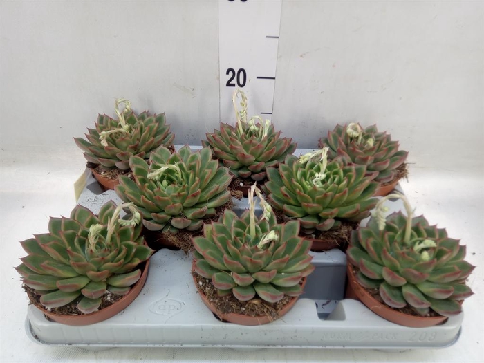 <h4>Echeveria ...</h4>