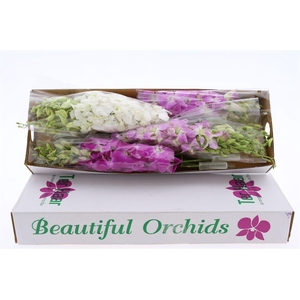 Dendro Pastel Color Mix X40