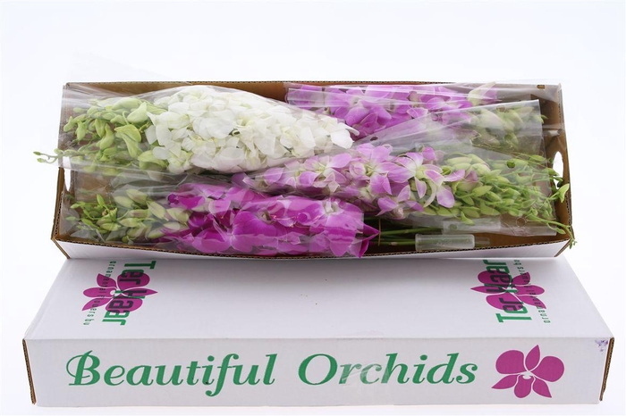 <h4>Dendro Pastel Color Mix X40</h4>