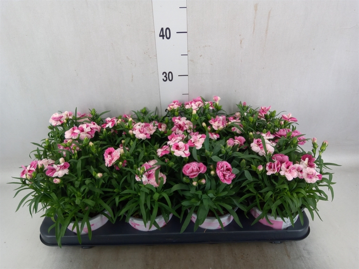 Dianthus  'Sprint Pink and Proud'