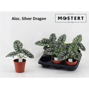 Aloc Silver Dragon