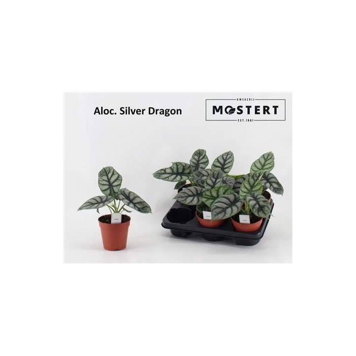 <h4>Aloc Silver Dragon</h4>