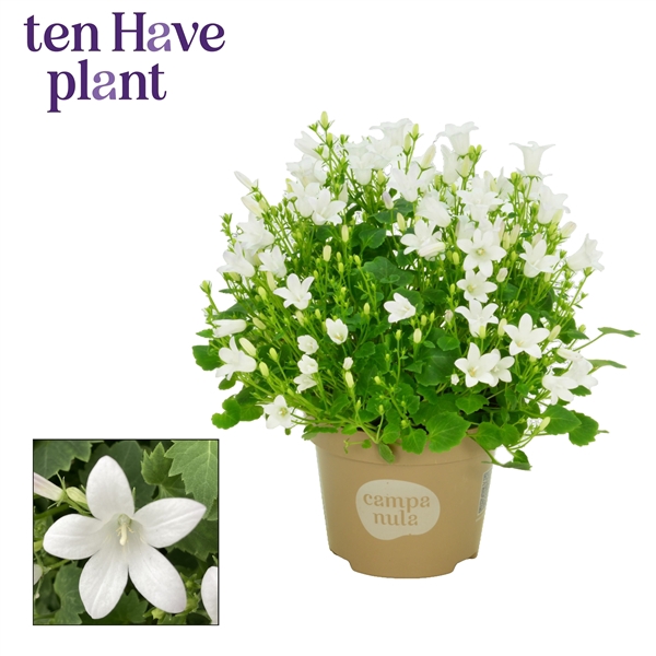 <h4>Campanula Porto White</h4>
