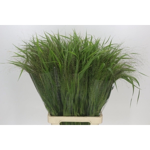 Panicum Fountain