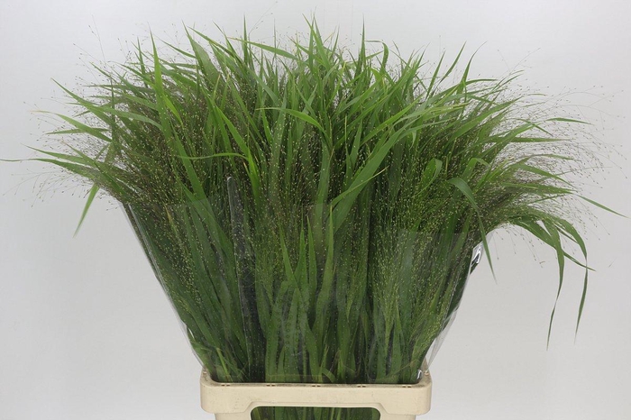 <h4>Panicum Fountain</h4>