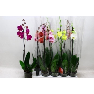 PHAL GEM