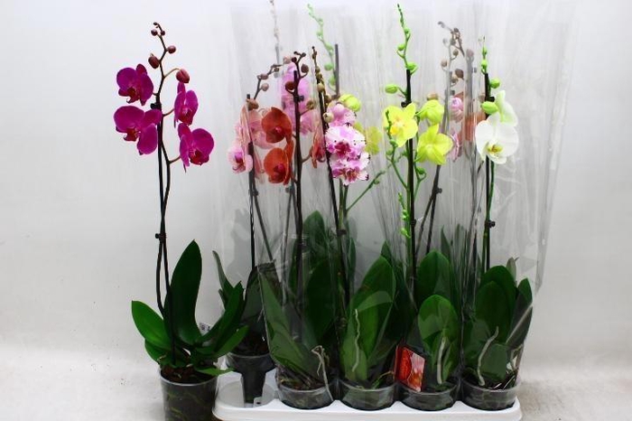 <h4>PHAL GEM</h4>