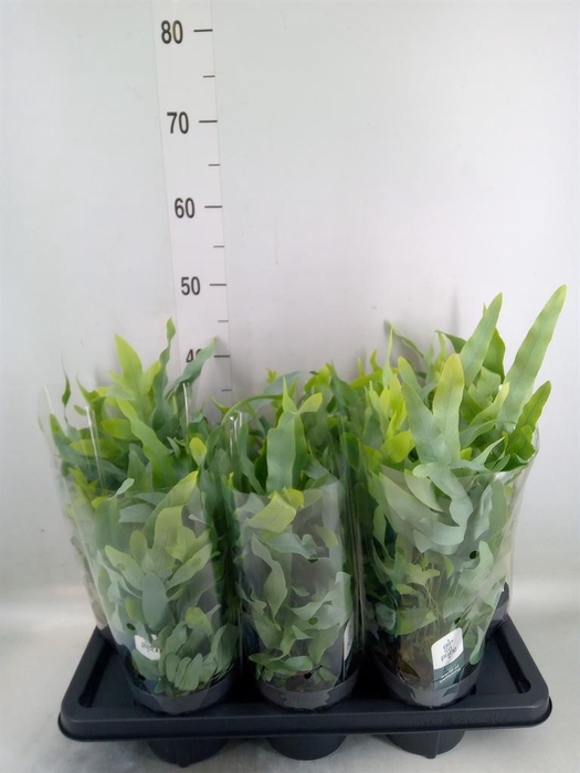 <h4>Phlebodium aureum 'Blue Star'</h4>