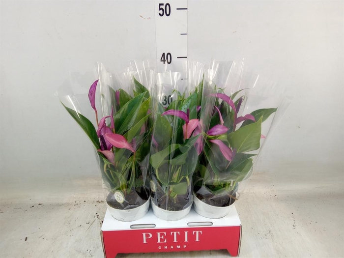 <h4>Anthurium  'Zizou'</h4>