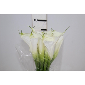 COPO DE LEITE BRANCO 070 CM