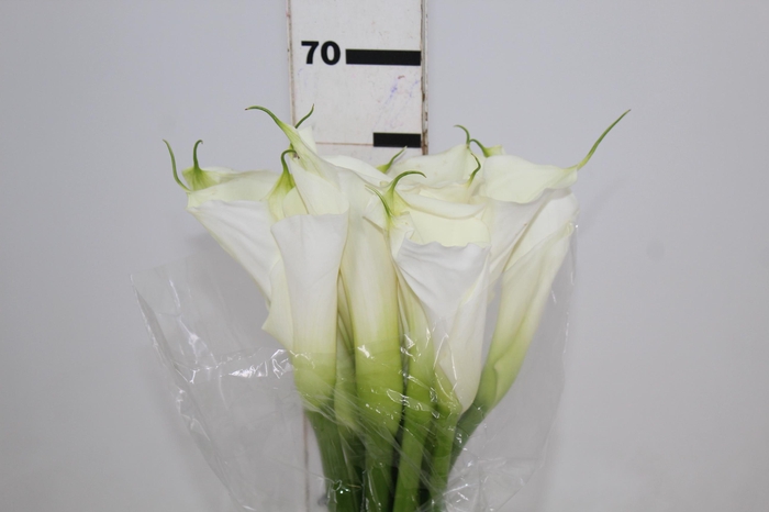 <h4>COPO DE LEITE BRANCO 070 CM</h4>