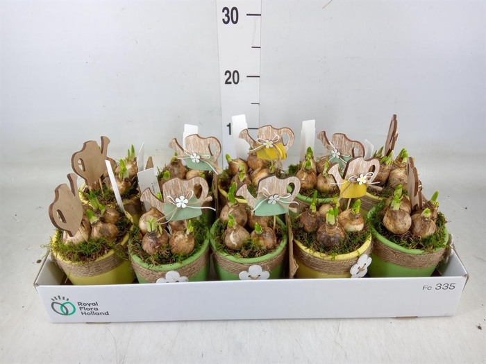 <h4>Arr. Narcissus</h4>