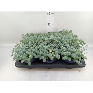 Sedum sieboldii 'Mediovariegatum'