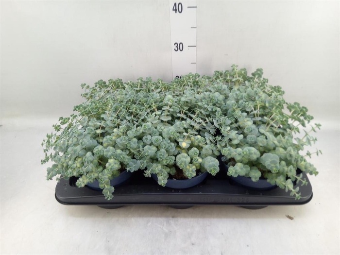 <h4>Sedum sieboldii 'Mediovariegatum'</h4>