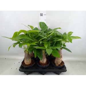 Pachira aquatica