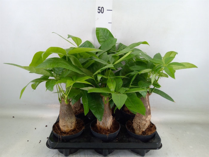 <h4>Pachira aquatica</h4>
