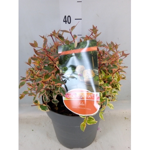 Abelia grandiflora