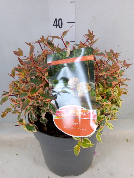 <h4>Abelia grandiflora</h4>