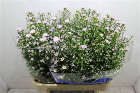 <h4>Ast Claudia Rose</h4>