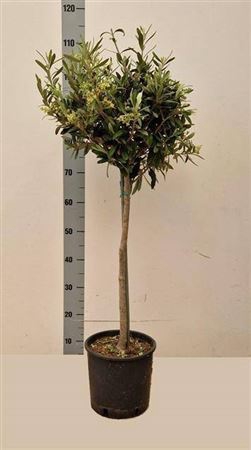 Olea Europaea