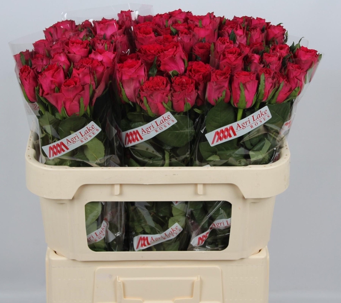 <h4>R GR MADAM CERISE</h4>