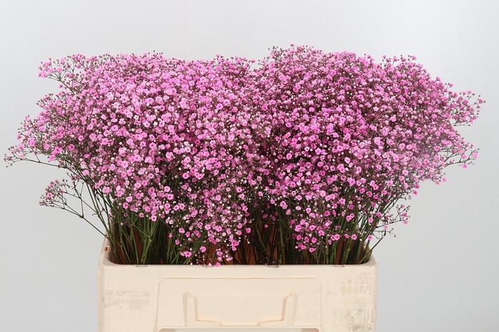 <h4>Gyps Painted Pink</h4>