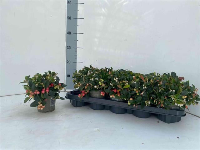 <h4>Gaultheria proc. 'Big Berry'</h4>