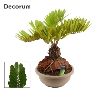 Zamia Furfuracea 35 cm (Decorum)