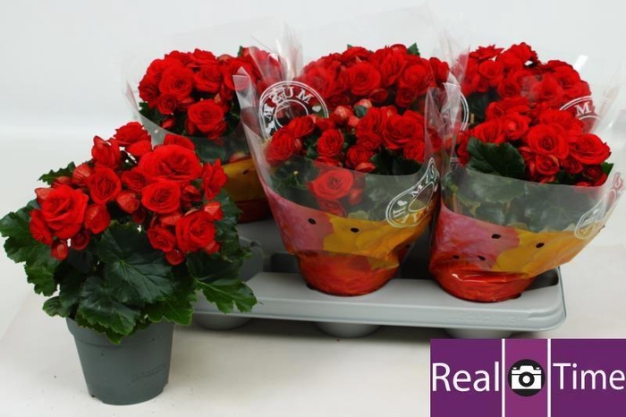 <h4>BEG DU BALADIN</h4>