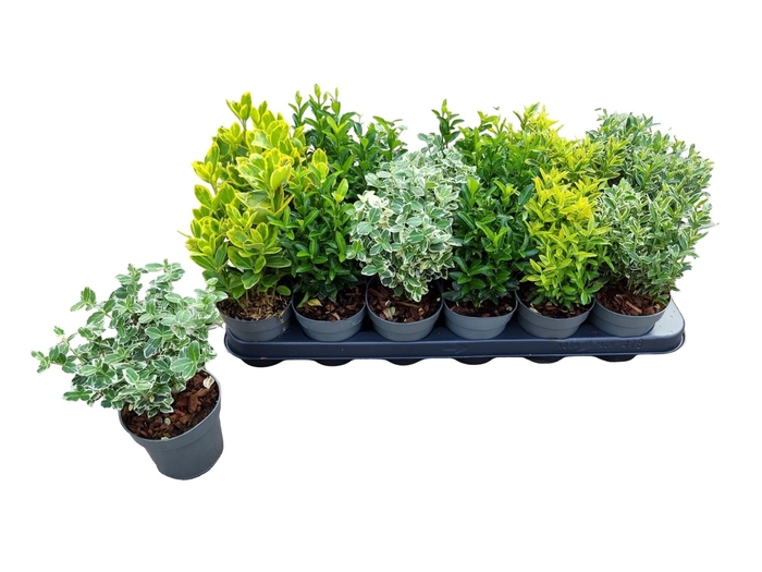 <h4>EUONYMUS JAP GEM</h4>