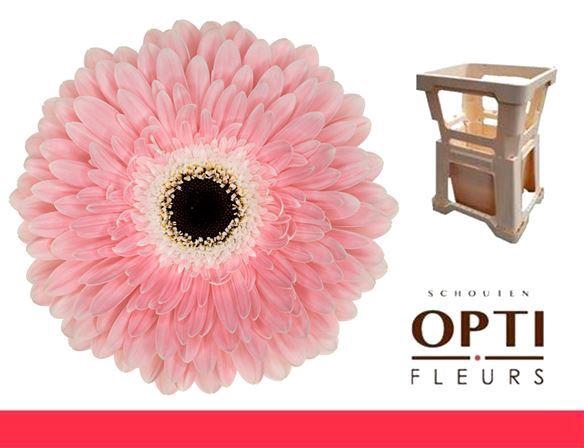 <h4>GE GR GRACELAND</h4>