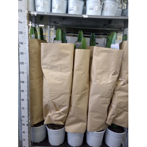 Euphorbia acrurensis