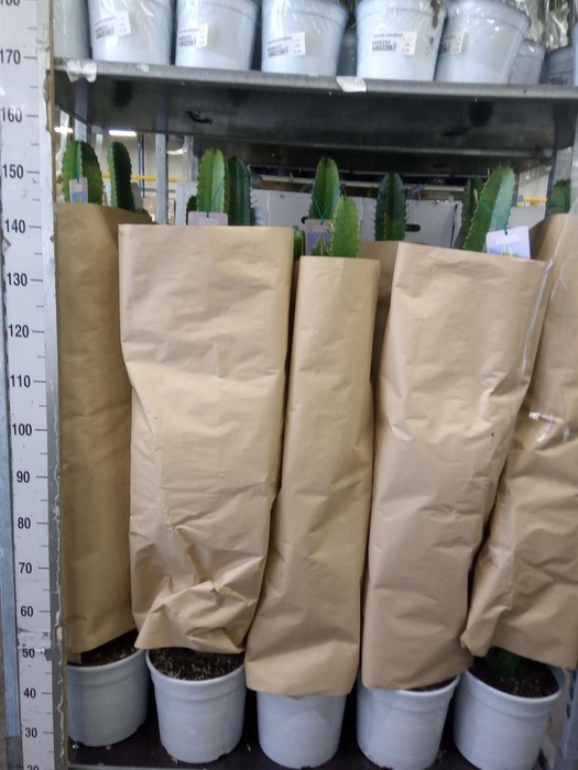 <h4>Euphorbia acrurensis</h4>