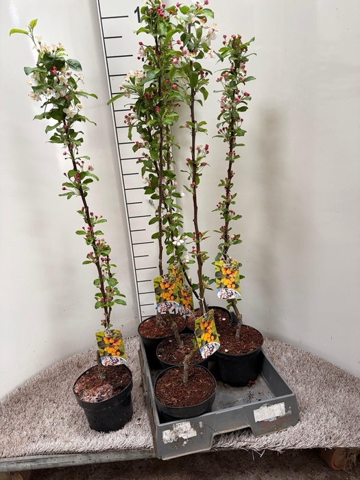 <h4>MALUS GOLDEN HORNET</h4>