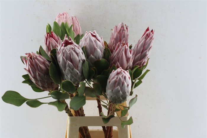 <h4>Protea Cynaroides</h4>