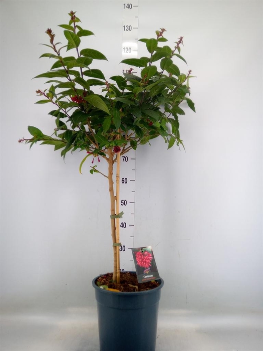 <h4>Cestrum   ...stam</h4>