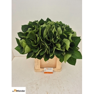 Hydr Macrophyll Blad