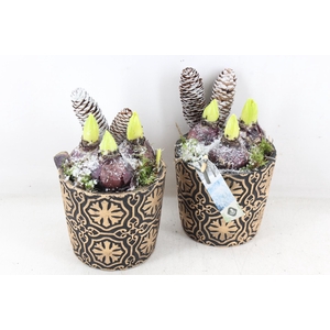 arr4 Hyacint JS - Potje snow brown