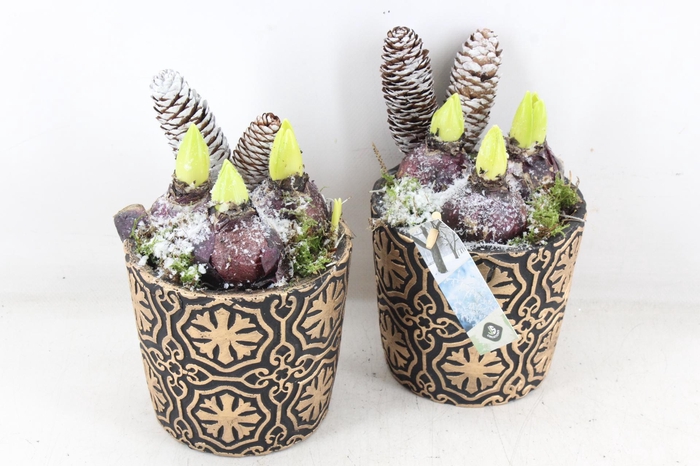 <h4>arr4 Hyacint JS - Potje snow brown</h4>