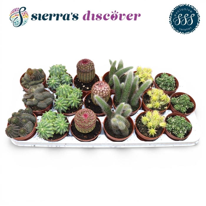 <h4>CACTUS GEM</h4>