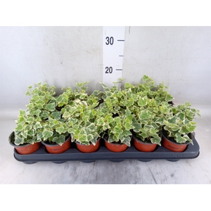 Hedera helix 'White Wonder'