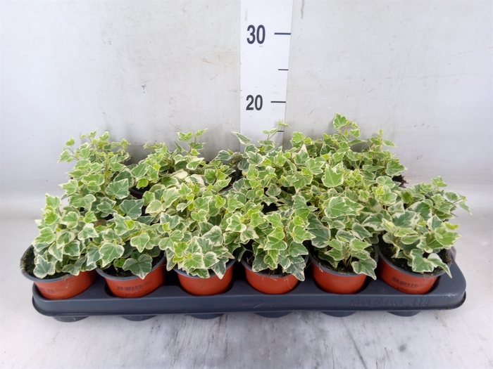 <h4>Hedera helix 'White Wonder'</h4>