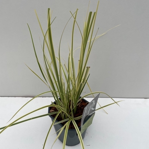 Cortaderia 'Splendid Star'