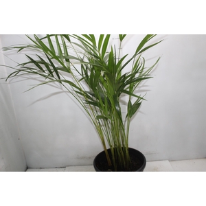 ARECA BAMBU P24