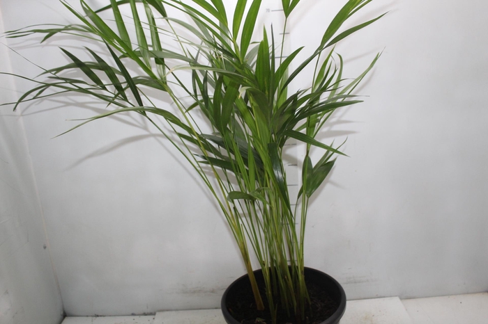 <h4>ARECA BAMBU P24</h4>